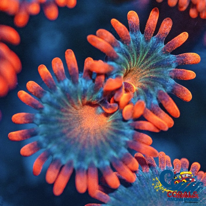 Gatorade Zoa 10-15 Polyps Colony Zoa