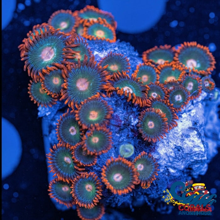 Gatorade Zoa 10-15 Polyps Colony Zoa