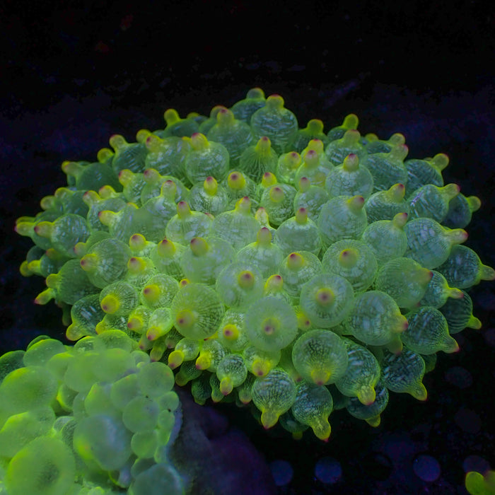 Ghost-Tip Lime Bubble Tip Anemone 2
