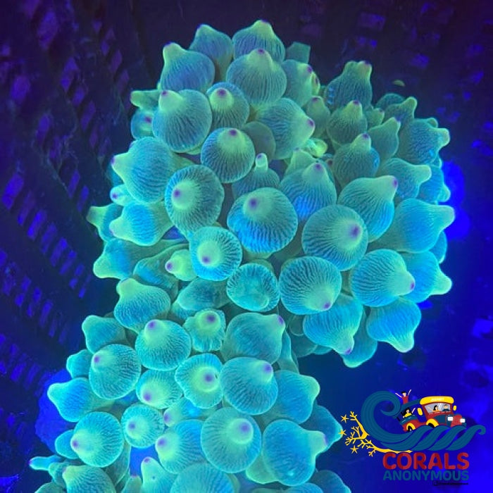 Ghost-Tip Lime Bubble Tip Anemone 3