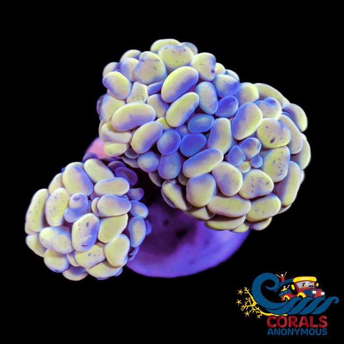 Gold-Blue Branching Hammer Hammer