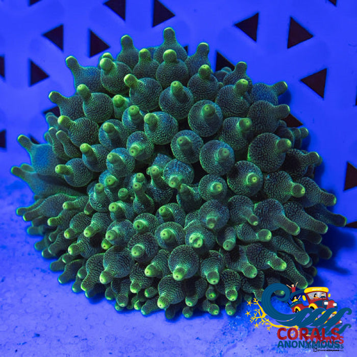Green Bubble Tip Anemone Bubbletipanemone