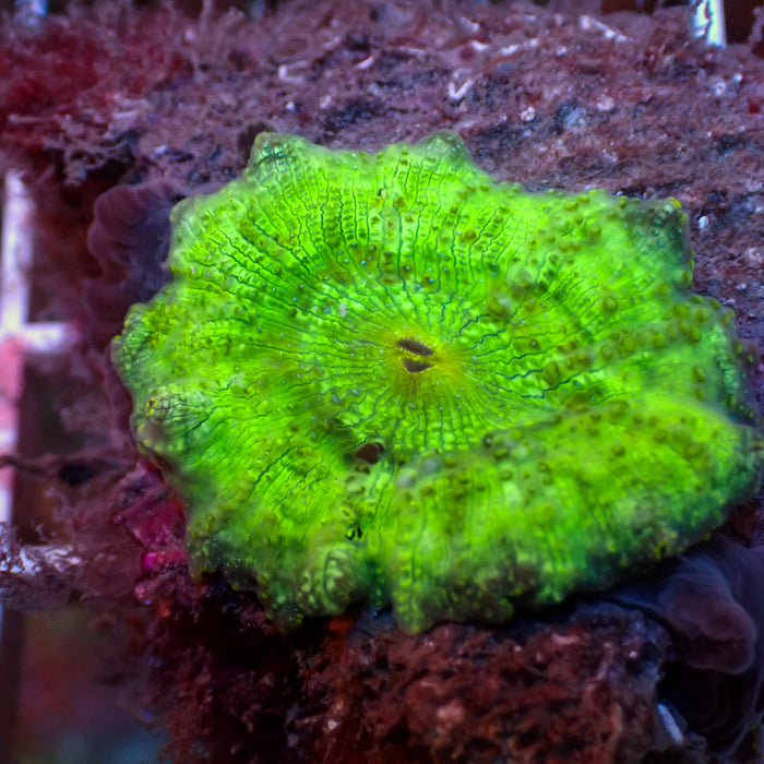 Green Discosoma Mushroom