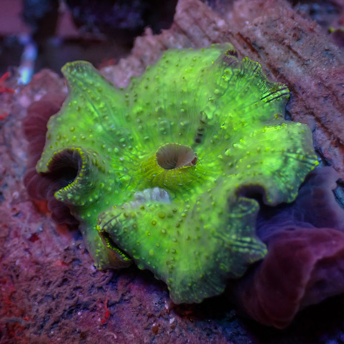 Green Discosoma Mushroom