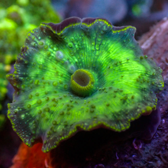 Green Discosoma Mushroom