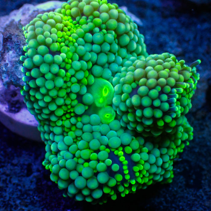 Green Florida Ricordea Mushroom