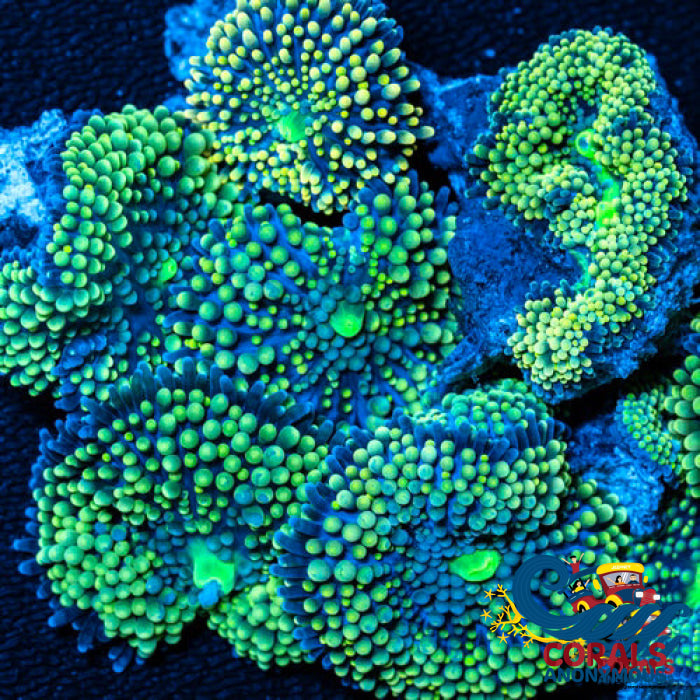 Green Florida Ricordea Mushroom Ricordea