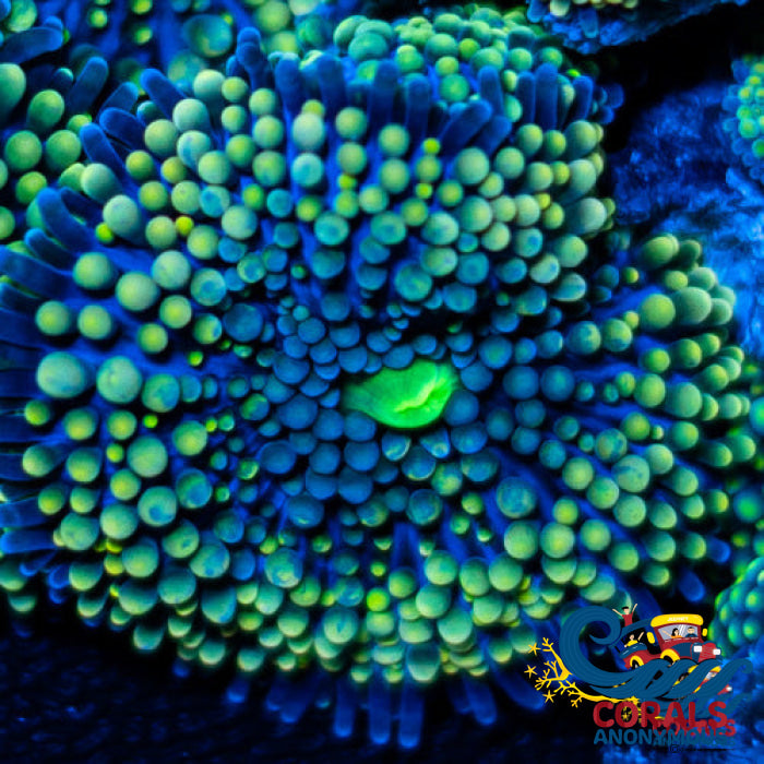 Green Florida Ricordea Mushroom Ricordea