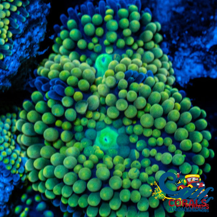 Green Florida Ricordea Mushroom Ricordea