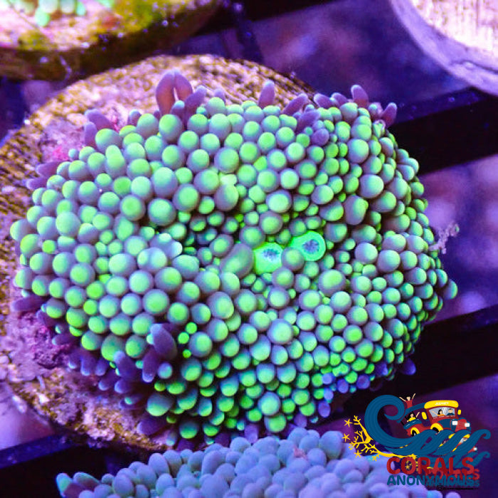 Green Florida Ricordea Mushroom Ricordea