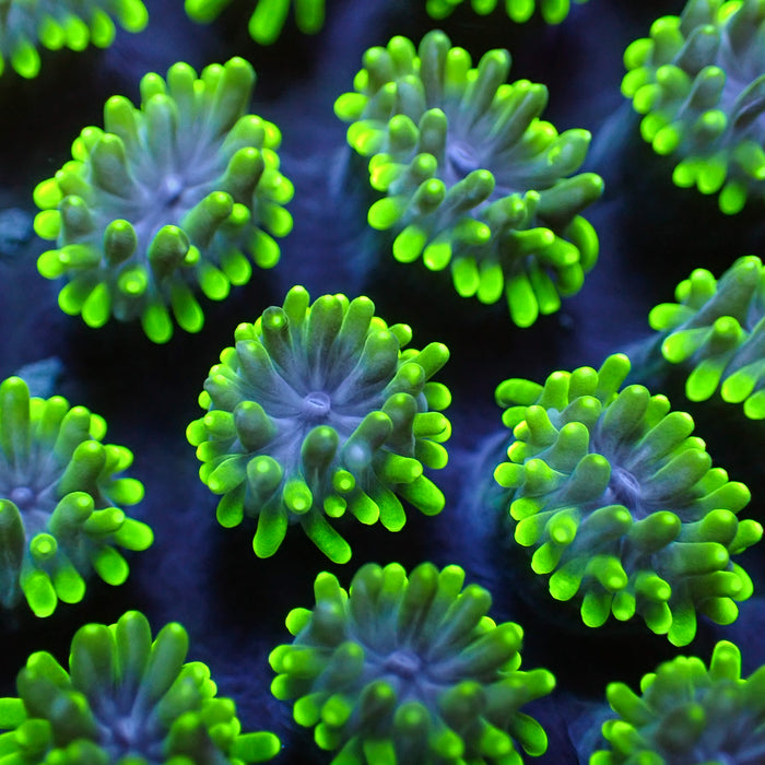 Green Galaxea Coral (1” Frags) - Corals Anonymous