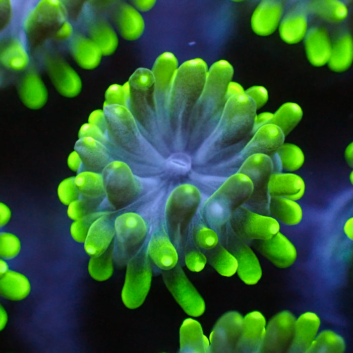 Green Galaxea Coral (1” Frags) - Corals Anonymous
