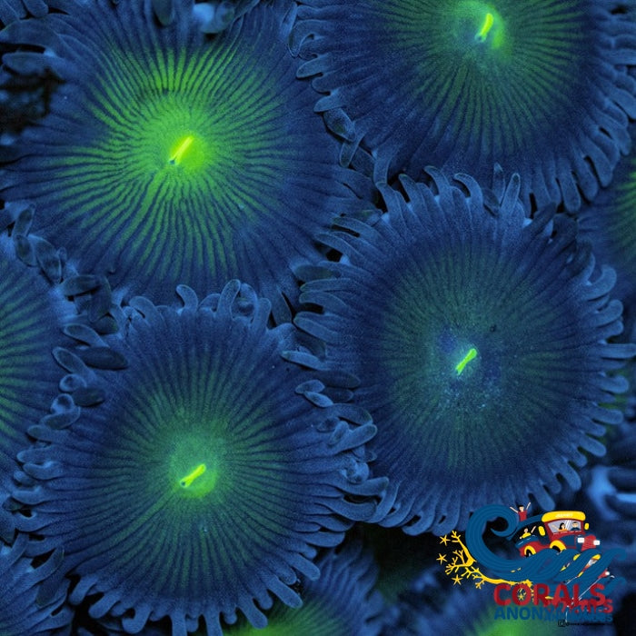 Green People Eater Zoa 10-15 Polyps Colony Zoa