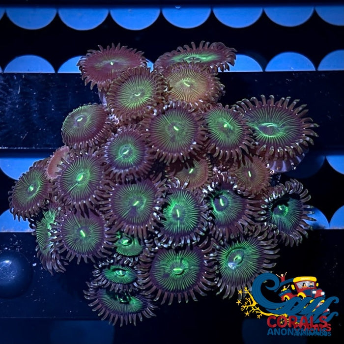 Green People Eater Zoa 10-15 Polyps Colony Zoa
