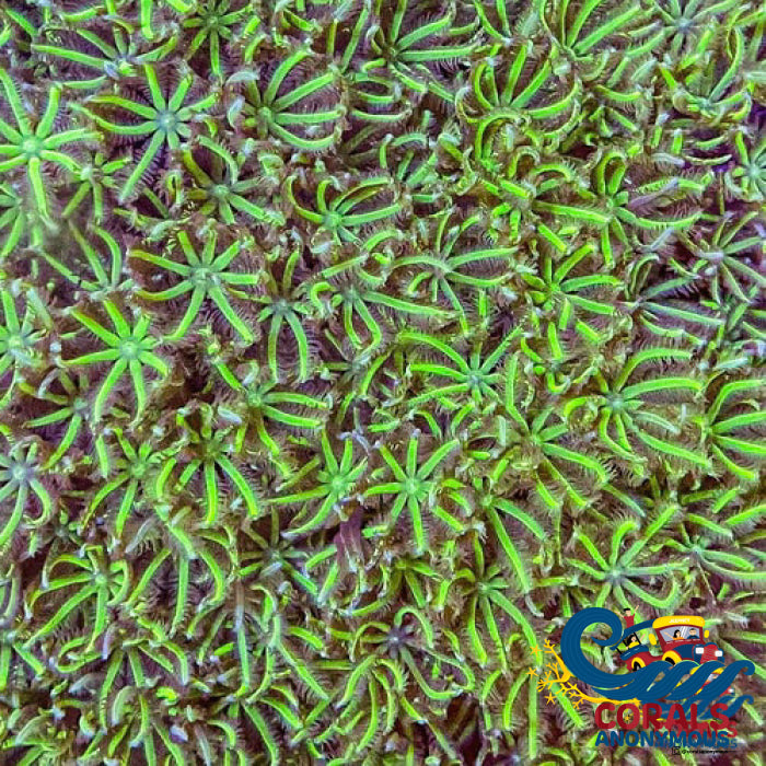 Green Pipe Organ Tubipora
