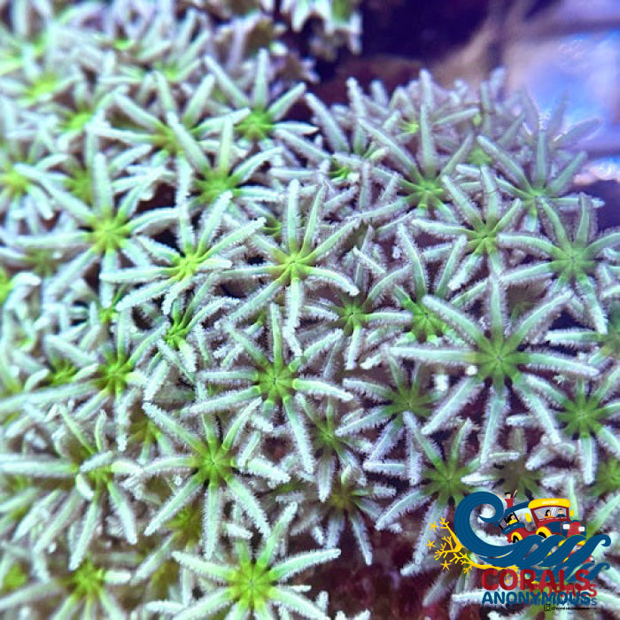 Green Pipe Organ Tubipora