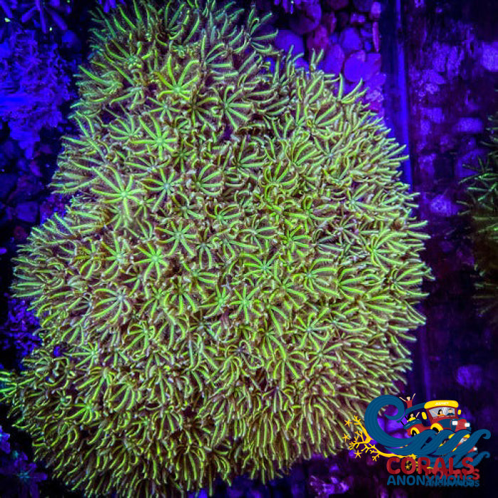 Green Pipe Organ Tubipora