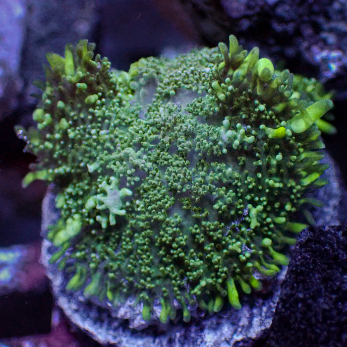 Green Rhodactis Mushroom 1
