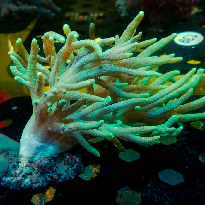 Green Spaghetti Finger Leather Toadstool Sinularia 3