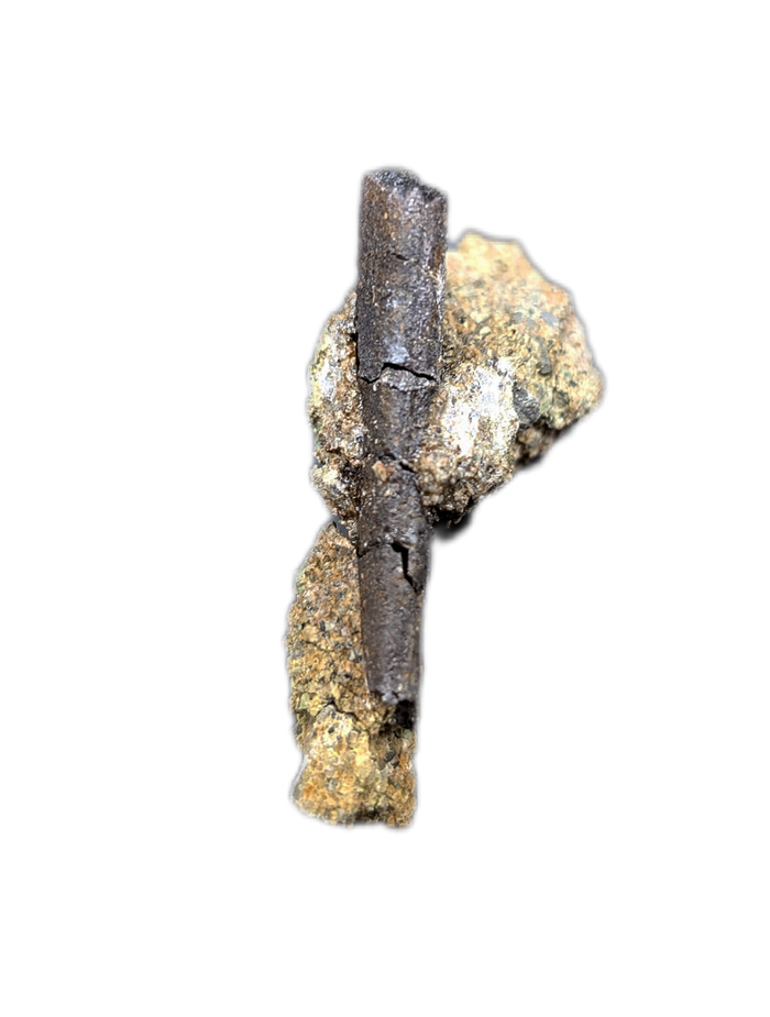 Hadrosaur Tooth Root in Matrix, Two Medicine Formation