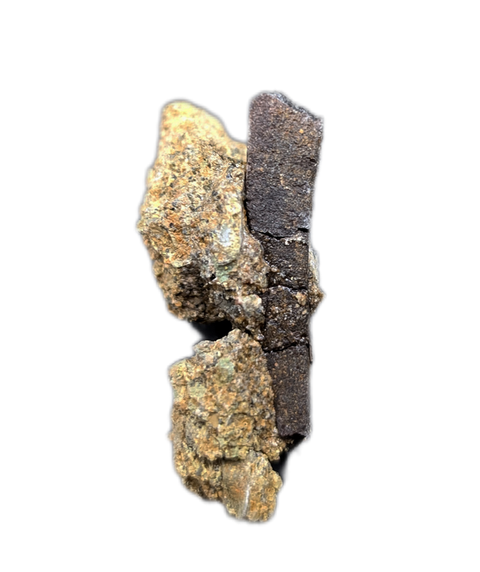 Hadrosaur Tooth Root in Matrix, Two Medicine Formation