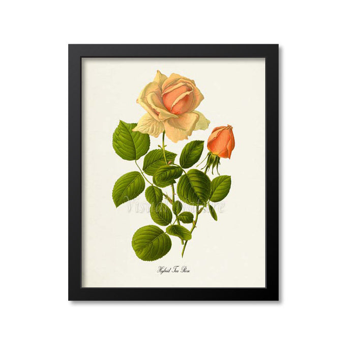Hybrid Tea Rose Flower Art Print