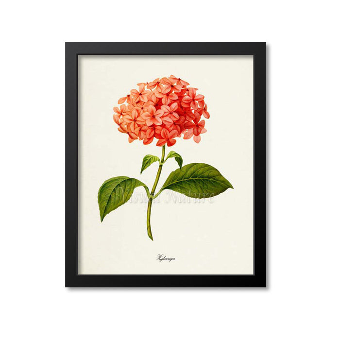 Hydrangea Flower Art Print