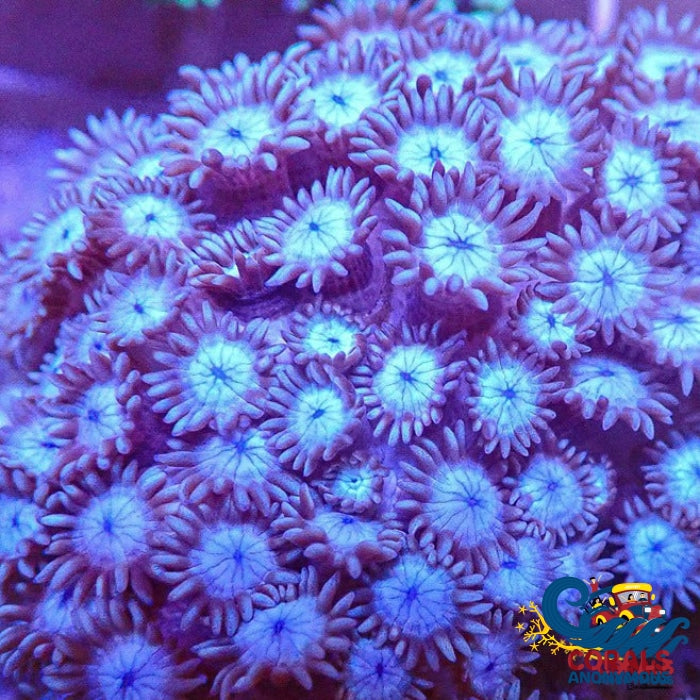 Blue And White Goniopora Frag (1 Frag) Goniopora