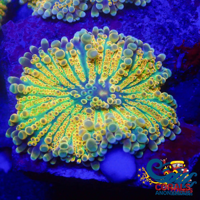 Indo Ultra Rainbow Yuma Mushroom Yuma