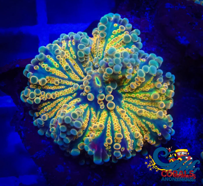 Indo Ultra Rainbow Yuma Mushroom Yuma
