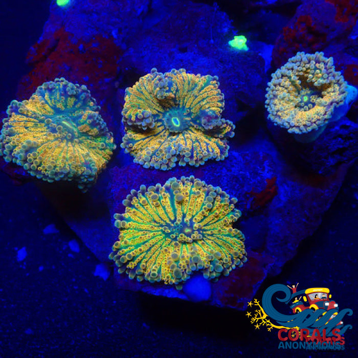 Indo Ultra Rainbow Yuma Mushroom Yuma