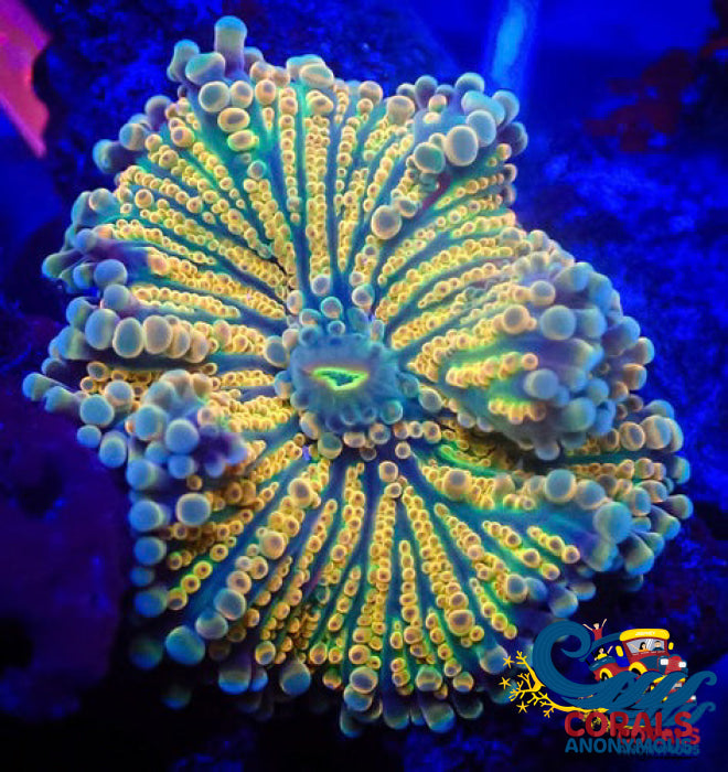 Indo Ultra Rainbow Yuma Mushroom Yuma