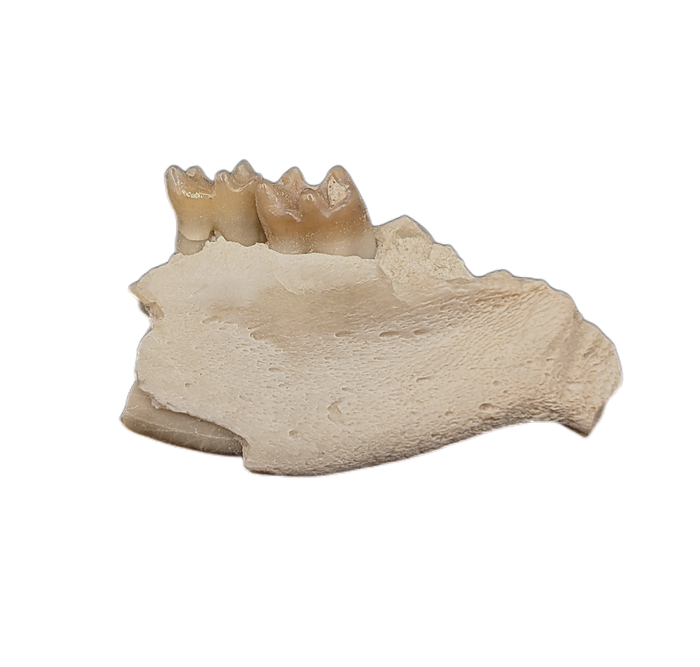 Ischyromys Jaw Section with Teeth, Chadron Formation