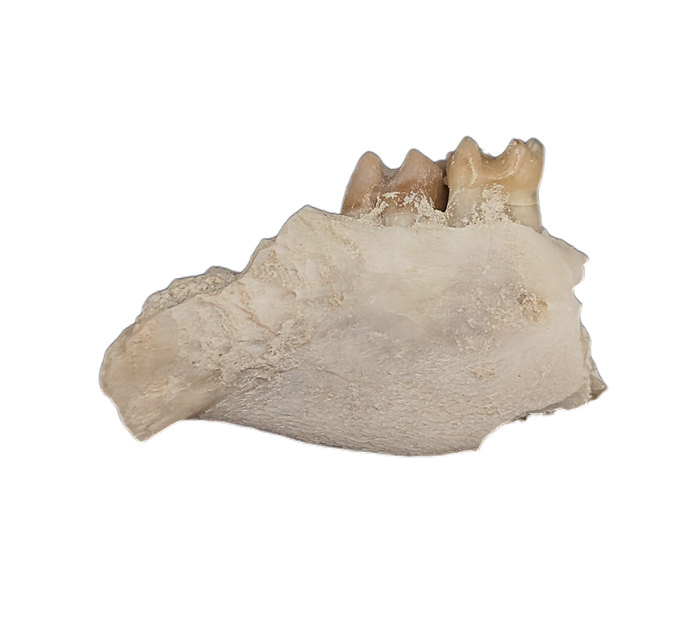 Ischyromys Jaw Section with Teeth, Chadron Formation
