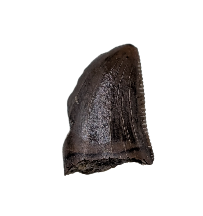 Juvenile Tyrannosaurus Rex Tooth