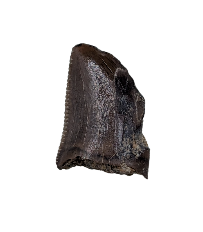 Juvenile Tyrannosaurus Rex Tooth