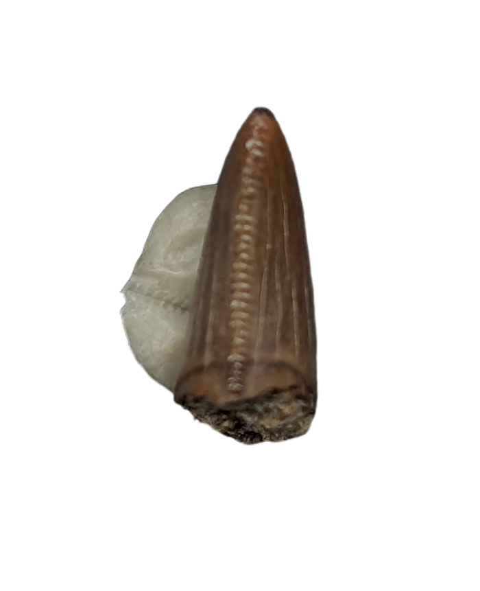 Juvenile Tyrannosaurus Rex Tooth