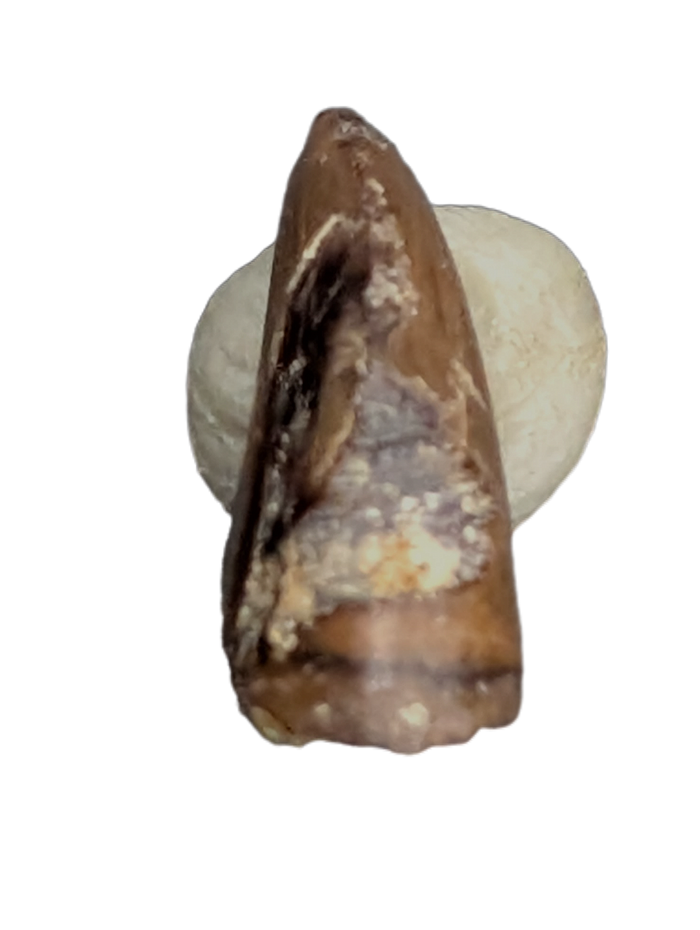 Juvenile Tyrannosaurus Rex Tooth
