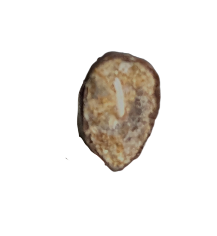 Juvenile Tyrannosaurus Rex Tooth