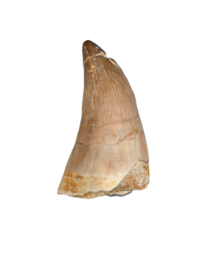 Large Thalassotitan Tooth, Morroco (Mosasaur)