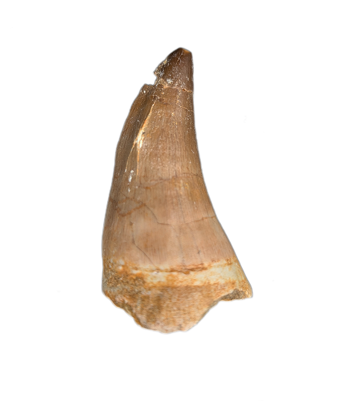 Large Thalassotitan Tooth, Morroco (Mosasaur)