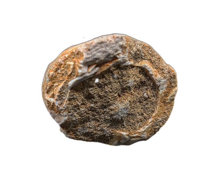 Large Thalassotitan Tooth, Morroco (Mosasaur)