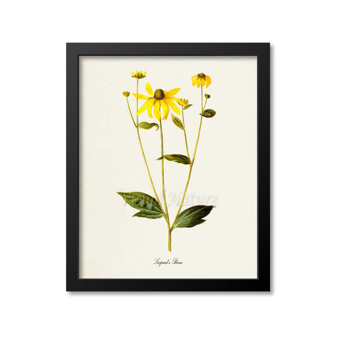 Leopard's Bane Flower Art Print