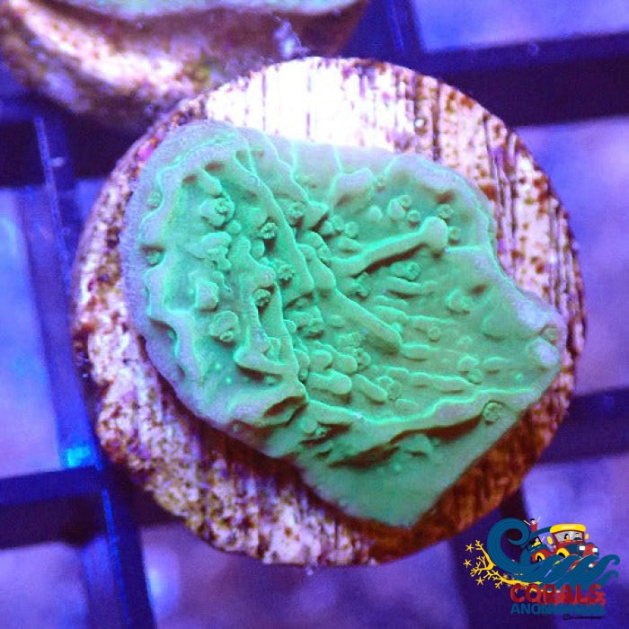 Lime Green Plating Montipora Sps (.5-1 Frag) Montipora