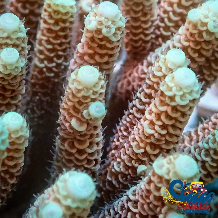 Lime Speckle Acropora (1 Frag) Acropora