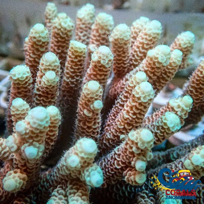 Lime Speckle Acropora (1 Frag) Acropora