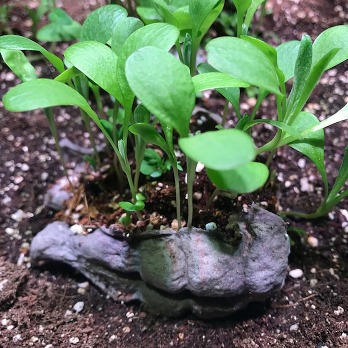 Lovebom (Forget-Me-Not) Seedbom