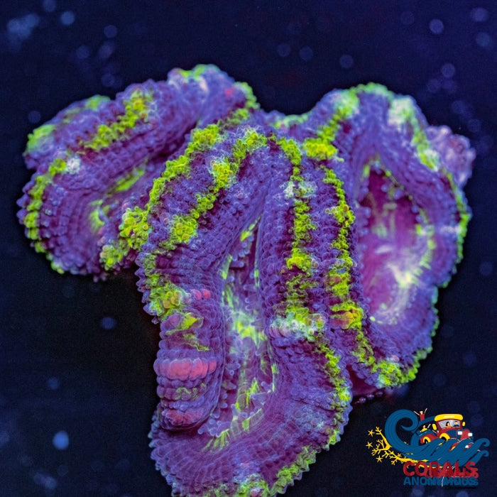 Luck Of The Irish Acans (2-3 Polyps) Acans