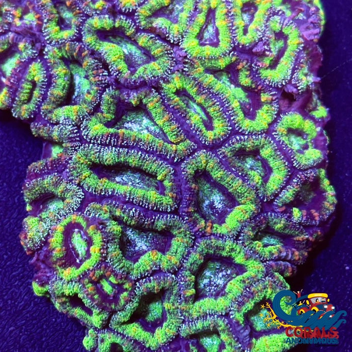 Luck Of The Irish Acans (2-3 Polyps) Acans