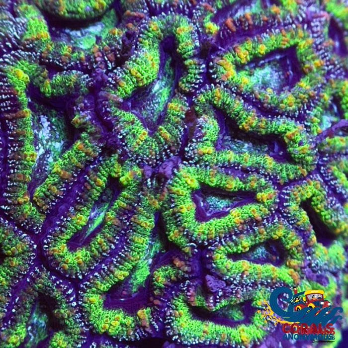 Luck Of The Irish Acans (2-3 Polyps) Acans